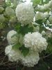 annie fleurs 52.jpg