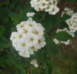 annie fleurs 53.jpg