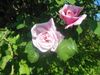 annie fleurs 59.jpg