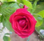 annie fleurs 65.jpg