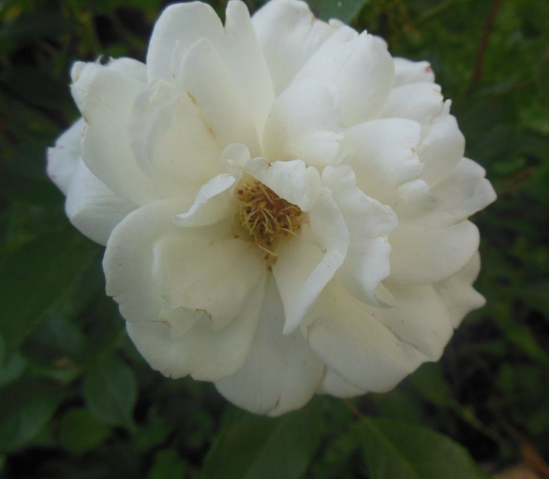 annie fleurs 7.jpg
