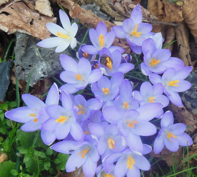 annie fleurs 75.jpg