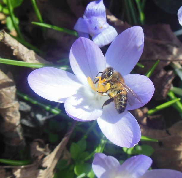 annie fleurs 76.jpg
