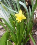 annie fleurs 78.jpg