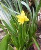 annie fleurs 78.jpg