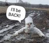 back.jpg