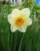 annie fleurs 104.jpg
