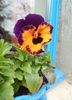 annie fleurs 105.jpg