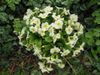 annie fleurs 106.jpg