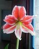 annie fleurs 112.jpg
