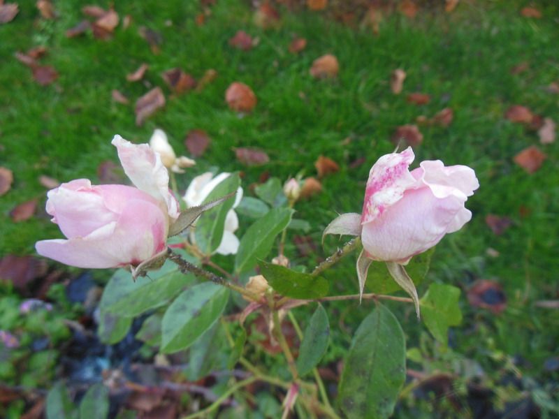 annie fleurs 127.jpg