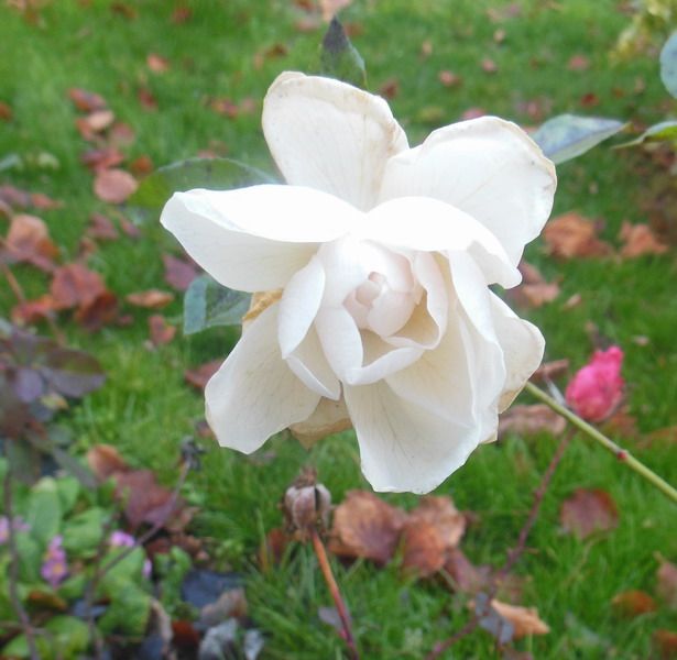 annie fleurs 128.jpg