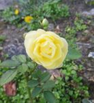 annie fleurs 139.jpg
