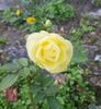 annie fleurs 139.jpg