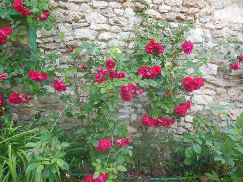annie fleurs 14.jpg