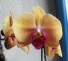 annie fleurs 144.jpg