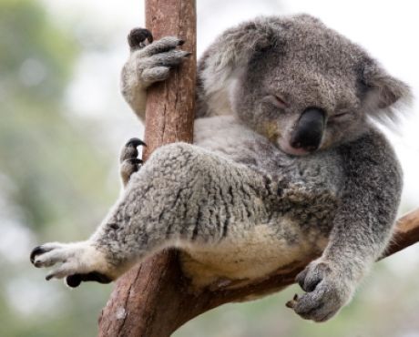 koala-illustration_282a780d59853d7b26259b5d5f12b5b293eaac73