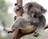 koala-illustration_282a780d59853d7b26259b5d5f12b5b293eaac73