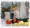 belote67_1-1629437789271.jpeg