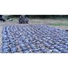 sejour-aux-pigeons-en-angleterre