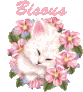 belote67_2-1630299269146.gif