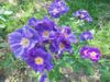 annie bis 163.jpg