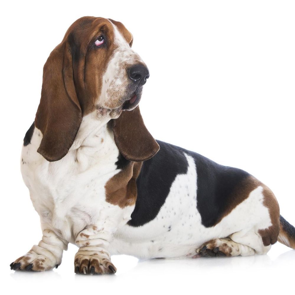 basset-hound.jpg