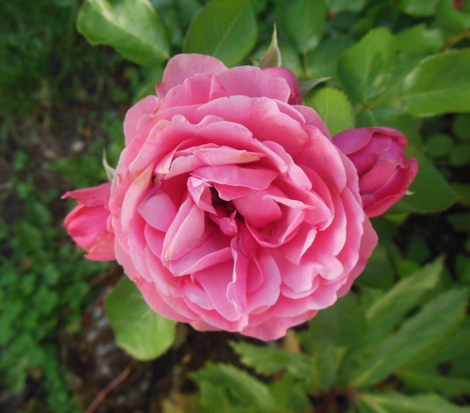 annie bis 186.jpg