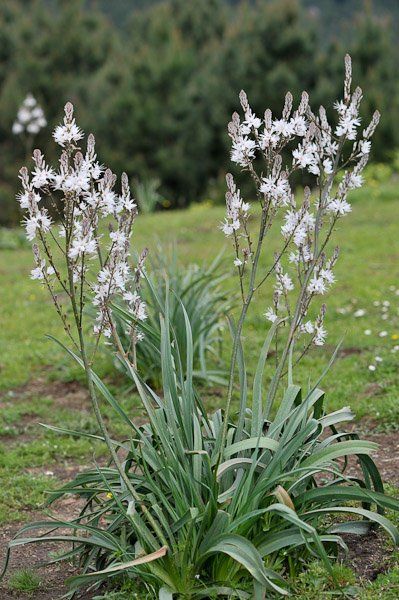 3235363735_1_4_Xz9rOXJY.jpg