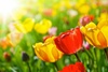 Fleurs-de-printemps.jpg