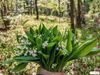 muguet.jpg