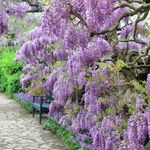 28177-glycine-de-chine-bleue-2.jpeg