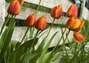 tulipes.jpg