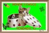 belote67_0-1652423482193.jpeg