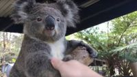 koala bonjour 2.jpg