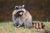 bigstock-Raccoon-in-park-in-Montreal-Ca-42822049-1024x683.jpg